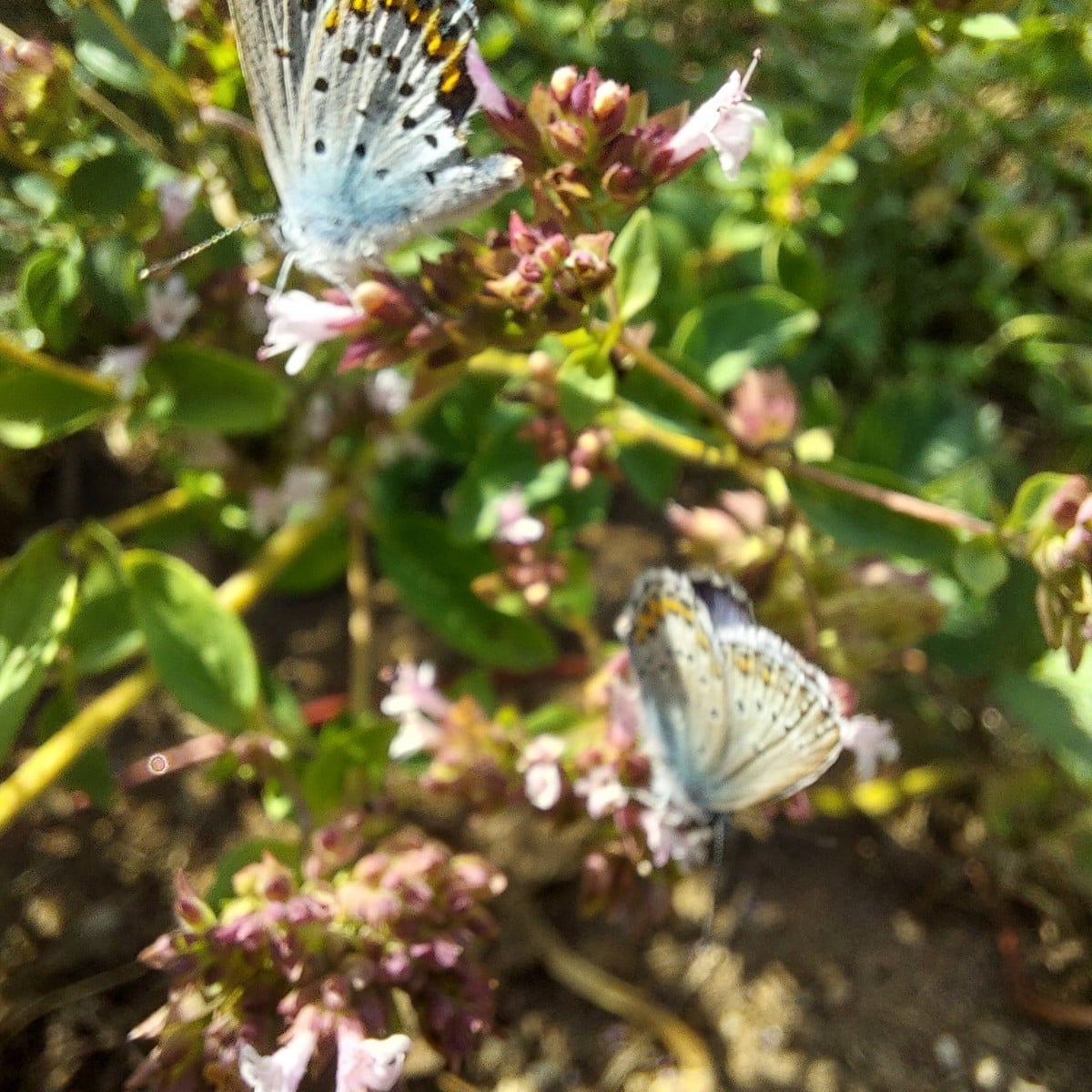 Besucher
