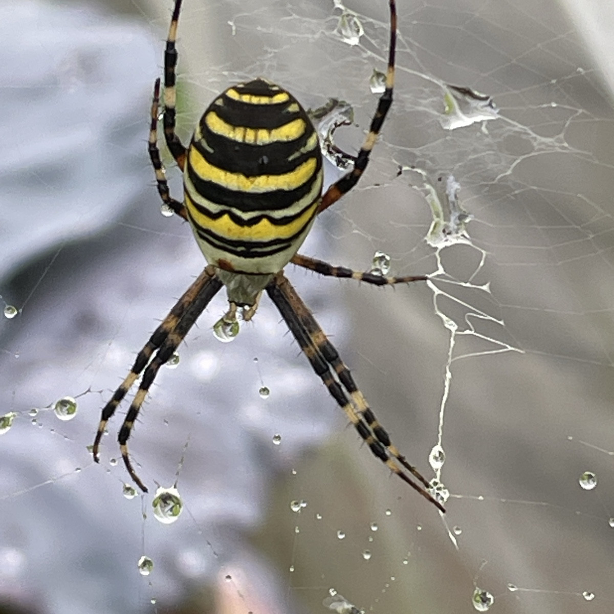 Wespenspinne 🐝 🕷️ 