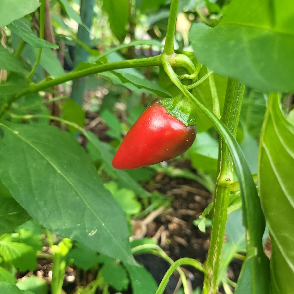 Paprika olè! Meine Blockpaprika werden jetzt doch noch reif! Die Padrons machen einfach nicht schlapp und meine milden …