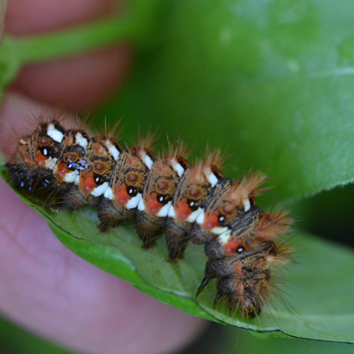 The beautiful weather is still attracting lots of insects. Here’s what I found: Photo 1: the caterpillar of the sorrel …