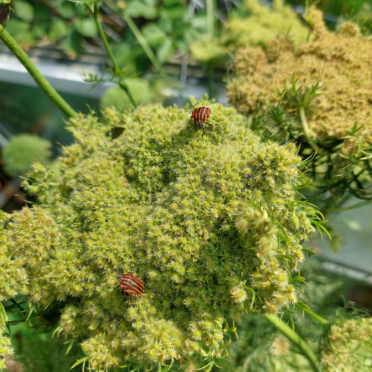 #Reiswanze, #Streifenwanze 
Mal ne Frage an euch: letztes Jahr hatte ich im Garten jede Menge dieser Hübschen, gefrässi…