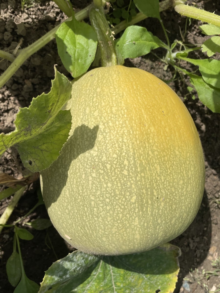 Schwiegermuttern hat verschiedene Kürbisse (?) ausgesät und keinen Plan, was wer ist. Nach ihrer Aussage sei ein „Delic…
