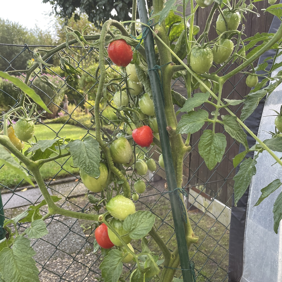 #tomatenliebe #siamesisch

Die 🍅 @quadro-21719  ist die verrückteste Tomate, die ich je hatte. Aus den Rispen wachsen …