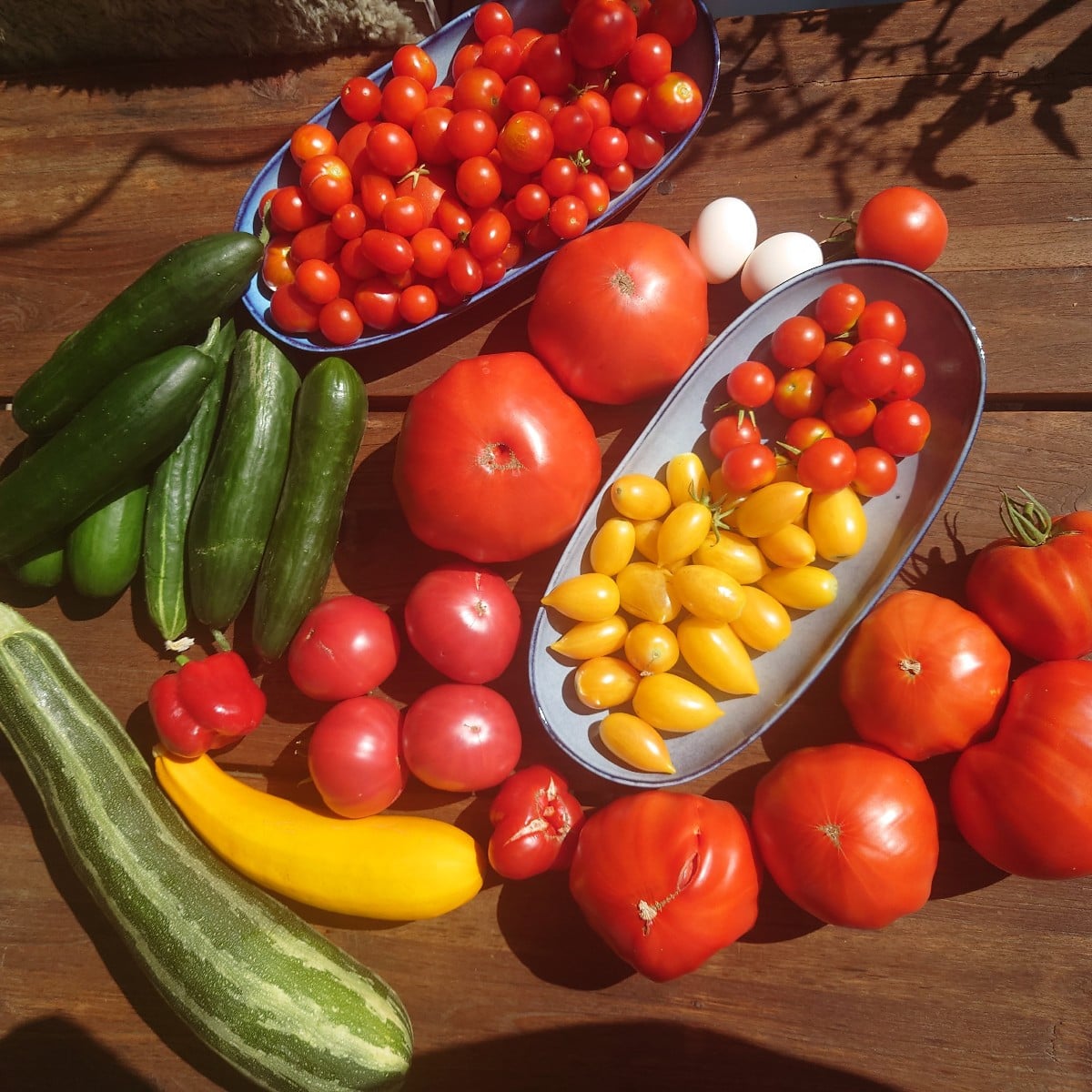 Zurück aus dem Urlaub und ab ins Schlaraffenland 🥰... Die Tomaten im Gewächshaus wachsen enorm unterschiedlich: Marman…