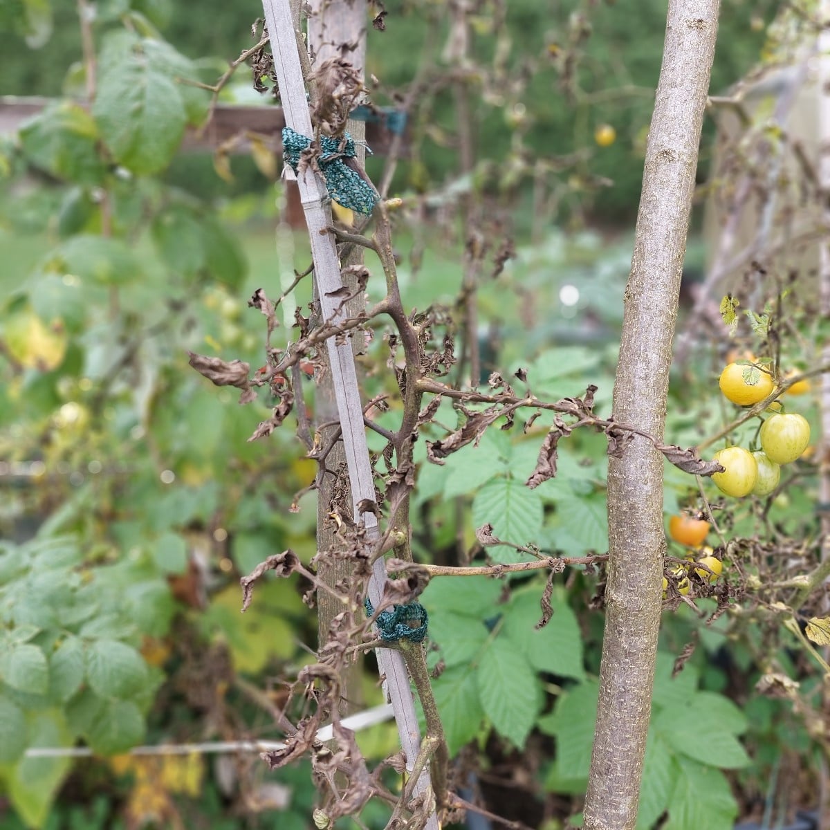 Tomaten bis auf ein paar Experimente abgeerntet. Kann man die ganz kleinen grünen auch für Chatney nutzen?Auch den nich…