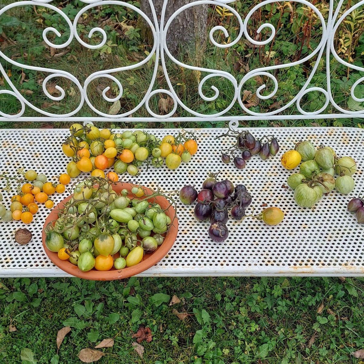 Tomaten bis auf ein paar Experimente abgeerntet. Kann man die ganz kleinen grünen auch für Chatney nutzen?Auch den nich…