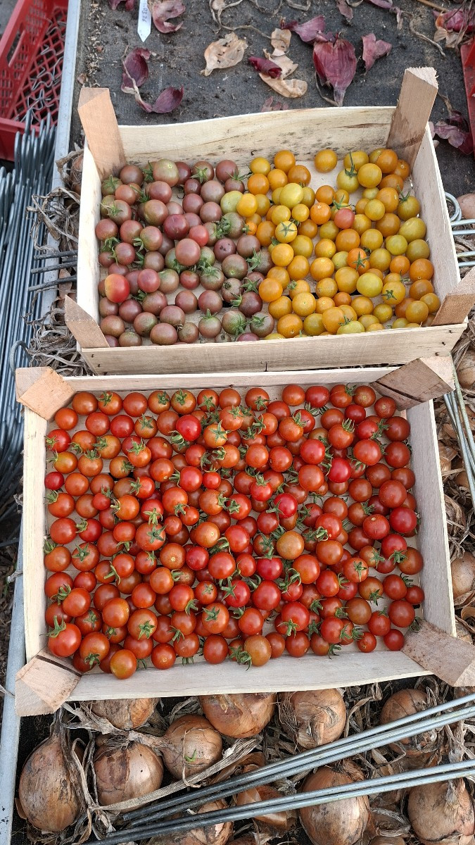 Und das ist die allerletzte Ernte Tomaten dieses Jahr.
