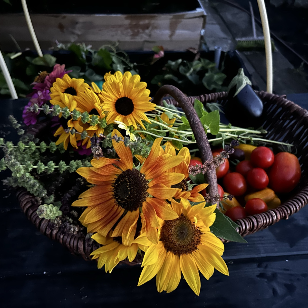 Angesichts der anhaltenden Dürre bin ich so dankbar, dass ich nicht nur wunderschöne Blumen habe, sondern auch Obst und…