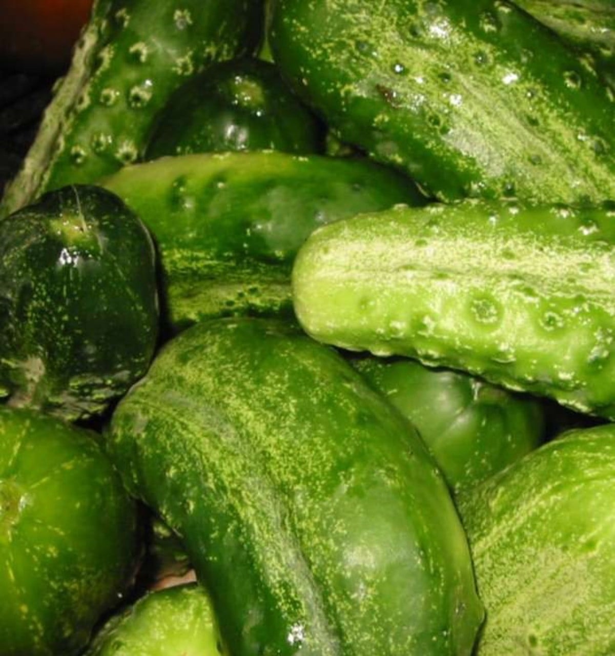 Cornichon: Growing, Harvesting & Companion Plants