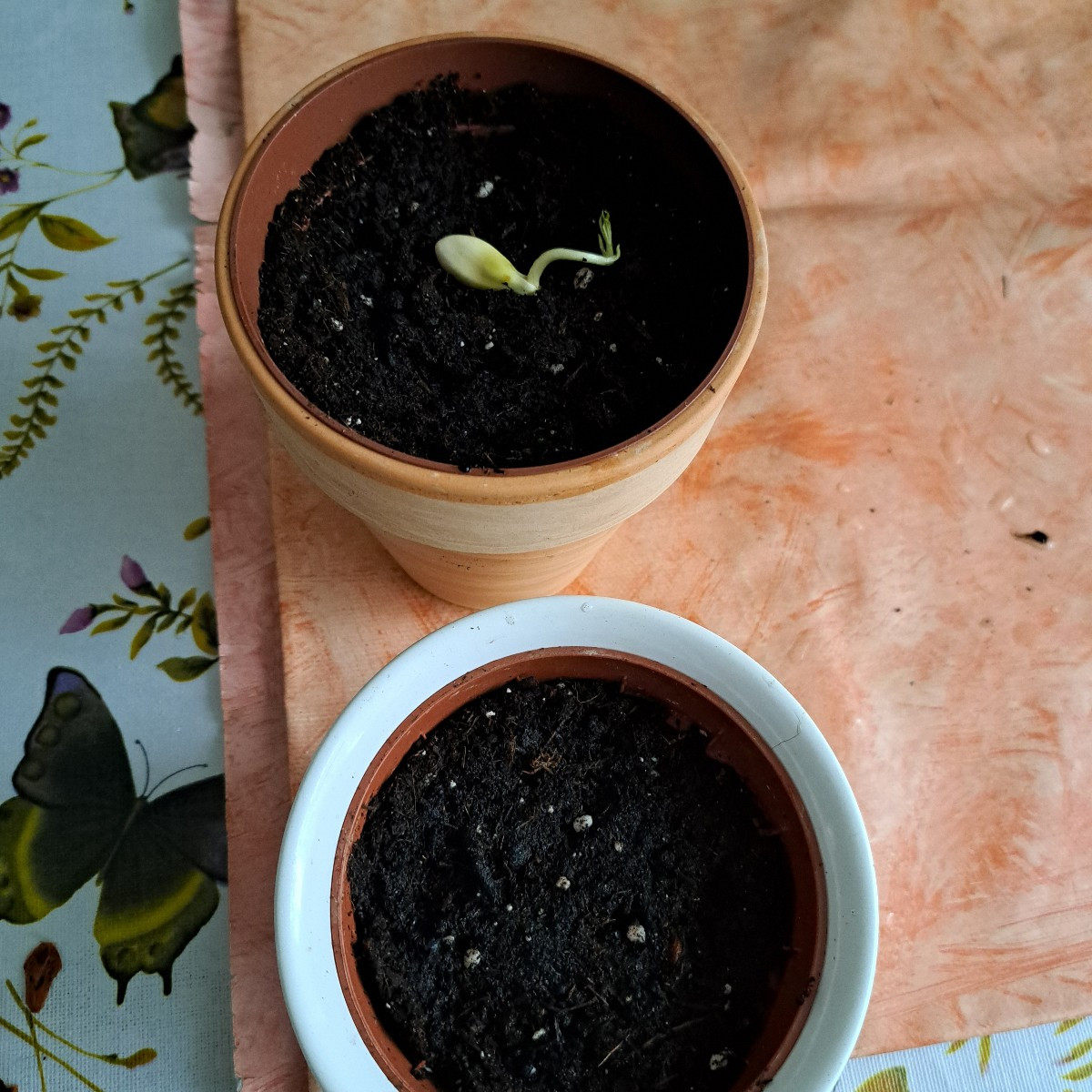 Hallo zusammen 😃 

Ich hab vor 2,5 Monate Nektarinesamen in eine feuchte Küchenrolle eingepackt und in eine Dose im Kü…