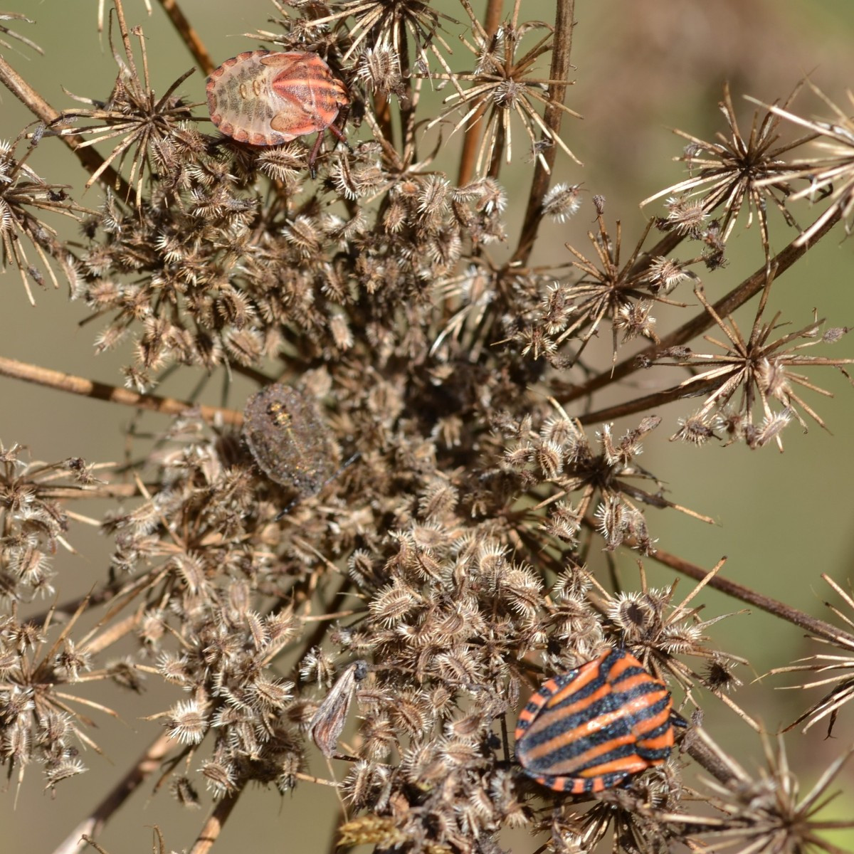 Heute war es Fotografieren unter erschwerten Bedingungen mit dem Wind, deshalb hab ich sehr viel Ausschuss produziert. …