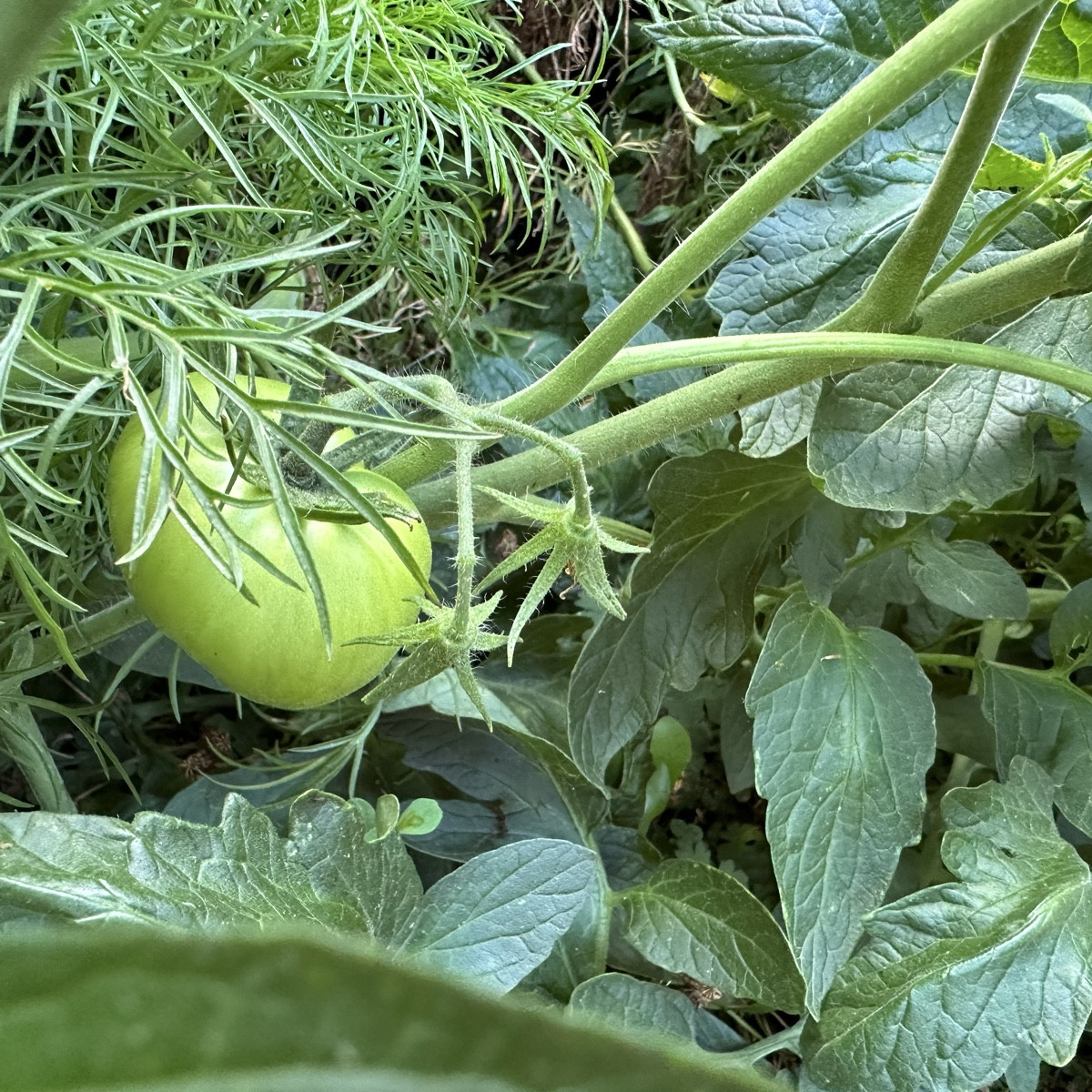 Ich hätte nicht gedacht, dass sich die Tomaten zwischen den Schnittblumen in den Mörtelkübeln so wohlfühlen 😁