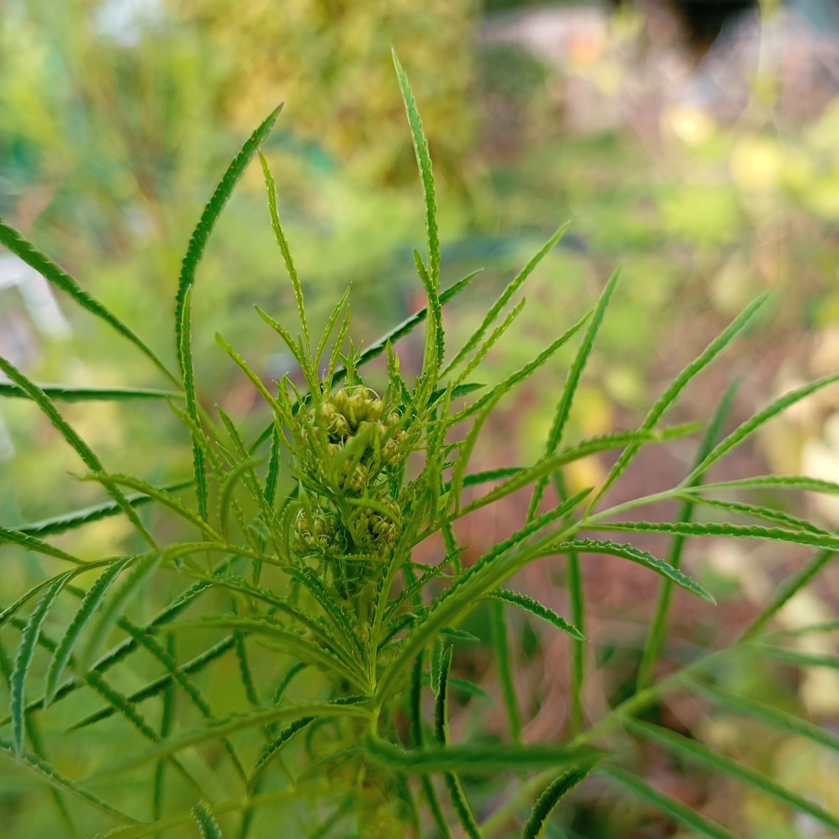 ... die Blütenknospen der Riesentagetes.