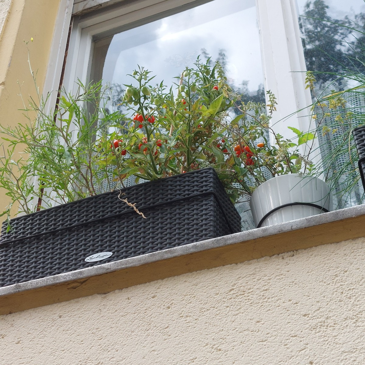 Kleine Ernte gestern. Aber fürn Tomatensalat hats gereicht.
Wie rot muss die Black Strawberry wetden? Reicht das schon?…