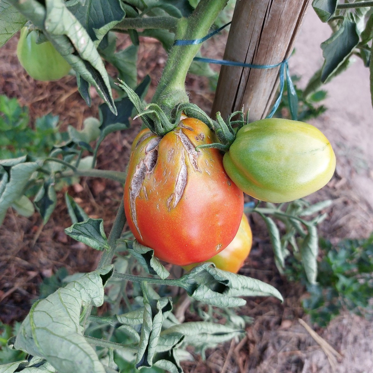 Vielleicht kann mir euer Schwarmwissen bei meinem Problem wieder helfen. 
Alle meine Tomaten kommen scheinbar mir der H…