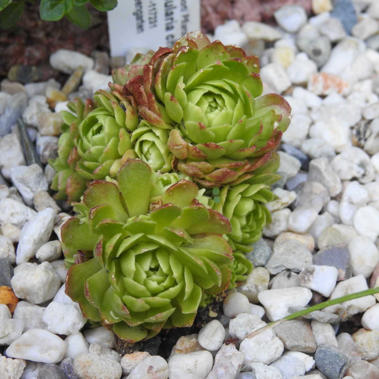 Goldene Steinrose