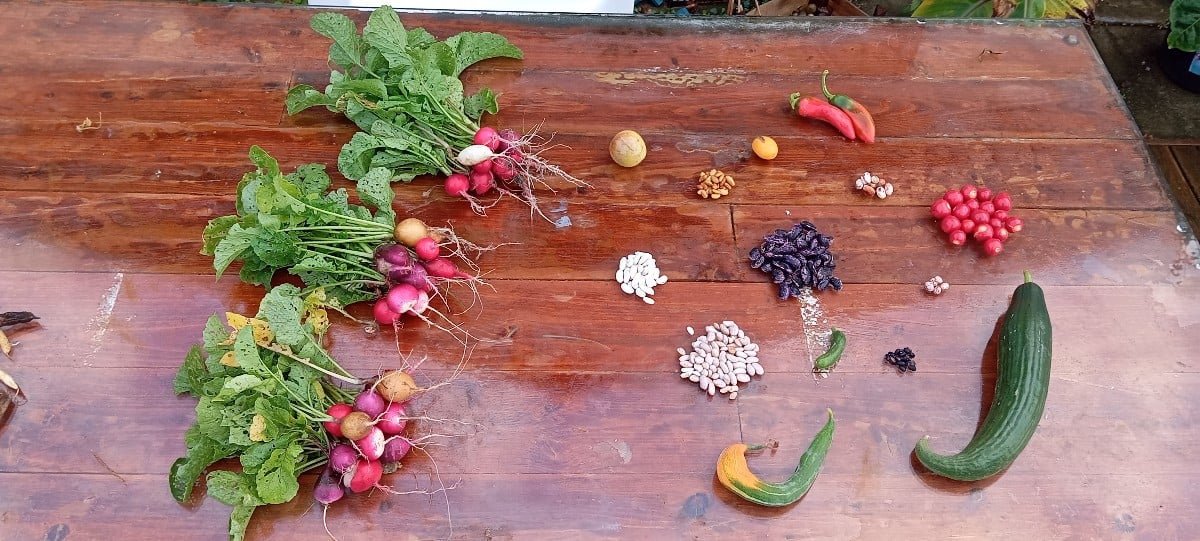 #einkaufenimgarten Im Garten, dabei sind auch die #increase
Bohnen, ich sammle aber erstmal die Samen, das sind viel zu…
