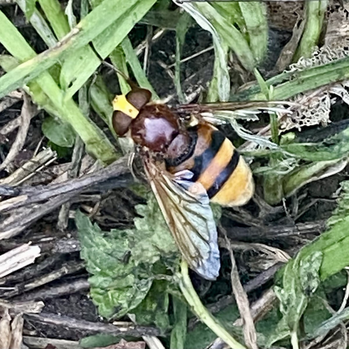Diese Schönheit ist mir gestern beim Krauten begegnet: eine Hornissenschwebfliege laut KI. 
Vorher noch nie gesehen. 