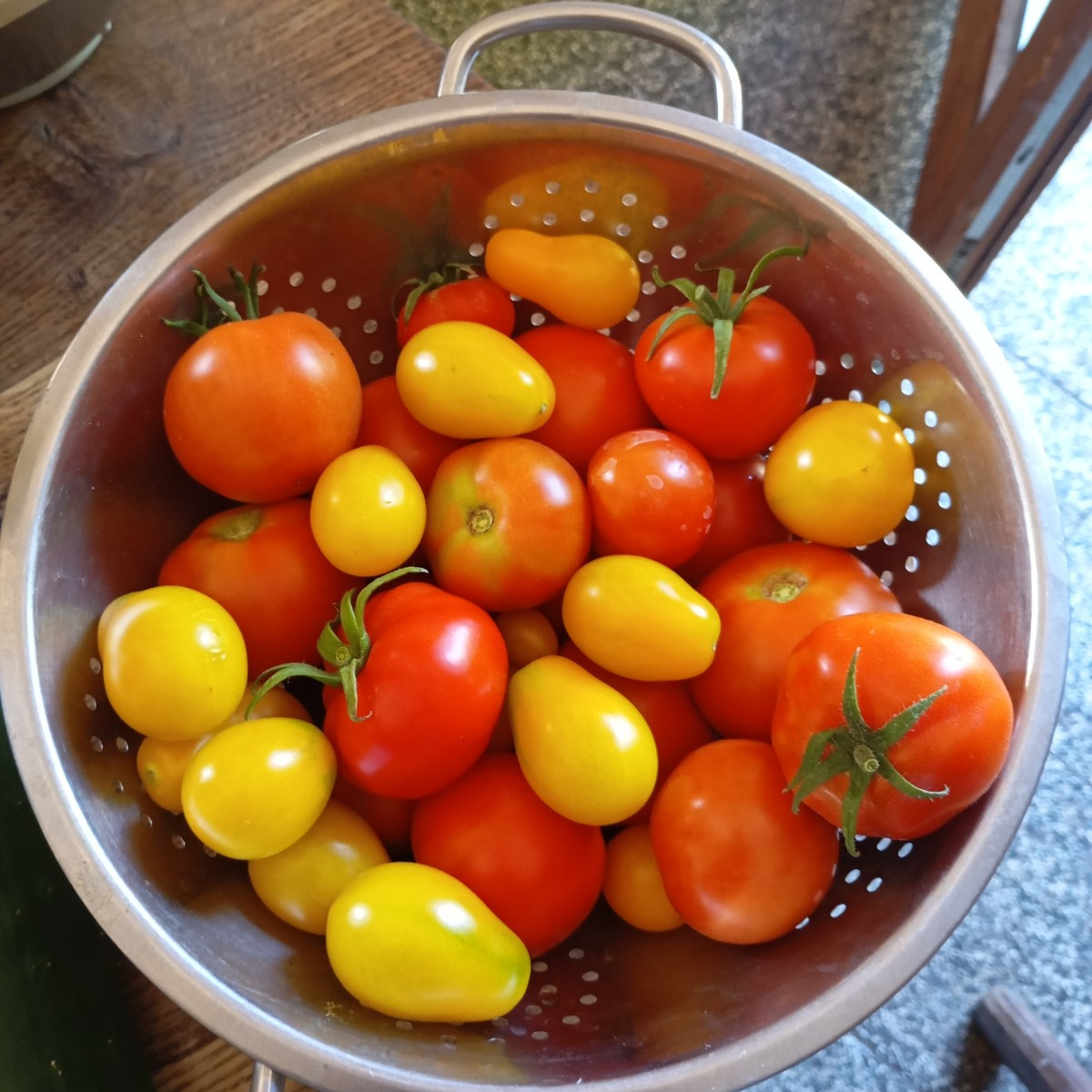 Zwiebeln am Acker gestern eingesammelt und heute Tomaten, Zucchini und Gurken geerntet 