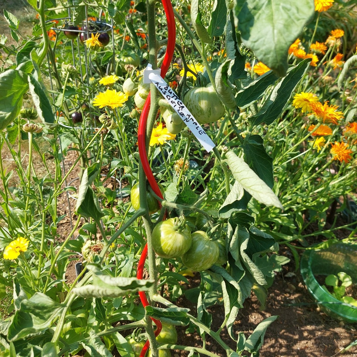 Ernte.
Und die erste farbige Paprika.
Ananas. Irgendwo ist auch Sgt. Peppers.
Wahrscheinlich Ratten klauen mir die reif…