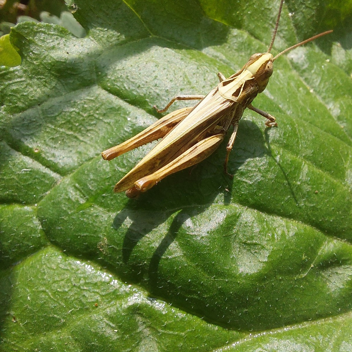 Und die heutige Insekten-Ernte an Minze und Goldrute.
Drei verschiedene Bläulinge.
Sehr dekorative Wanzen, Hüpfer und M…