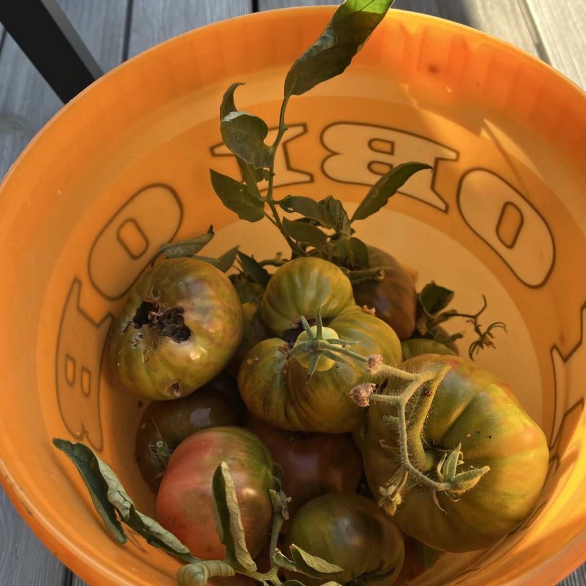 Die Gemüseeule schlägt gerade gewaltig zu. Gefühlt über Nacht sind extrem viele Tomaten betroffen. 
Falls jemand einen …