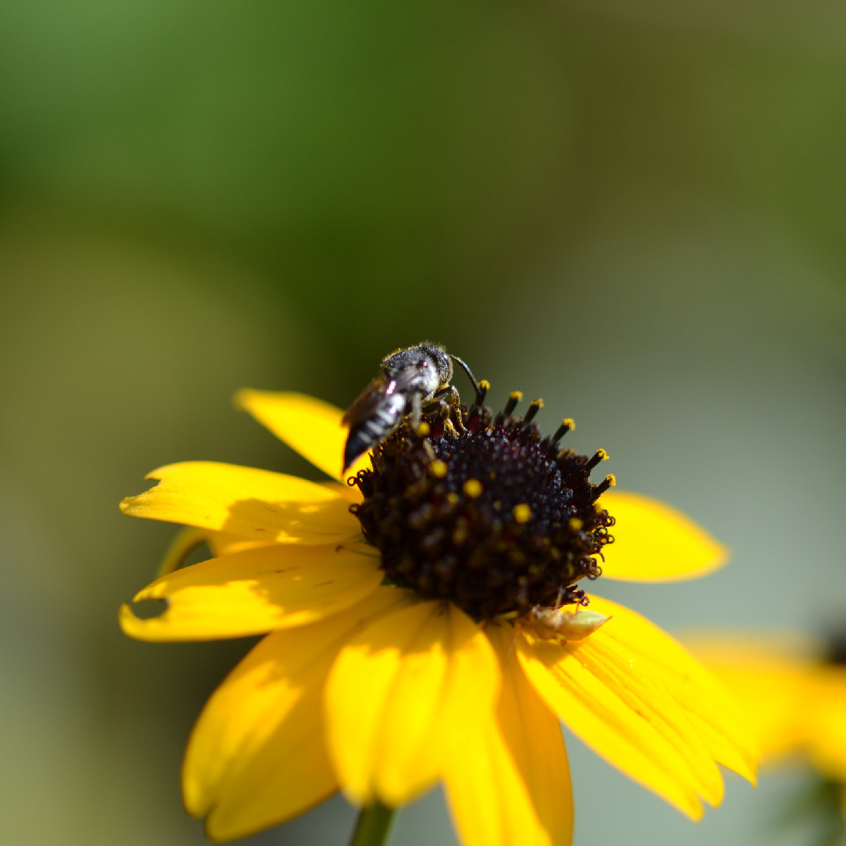 The beautiful weather is still attracting lots of insects. Here’s what I found: Photo 1: the caterpillar of the sorrel …