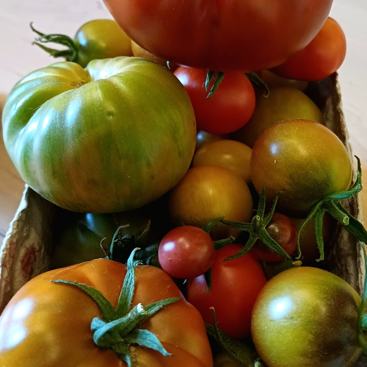 Kleine Ernte der Tomaten. Jetzt gehts ans fermentieren der Samen, dieses Jahr 24 Sorten im Anbau.