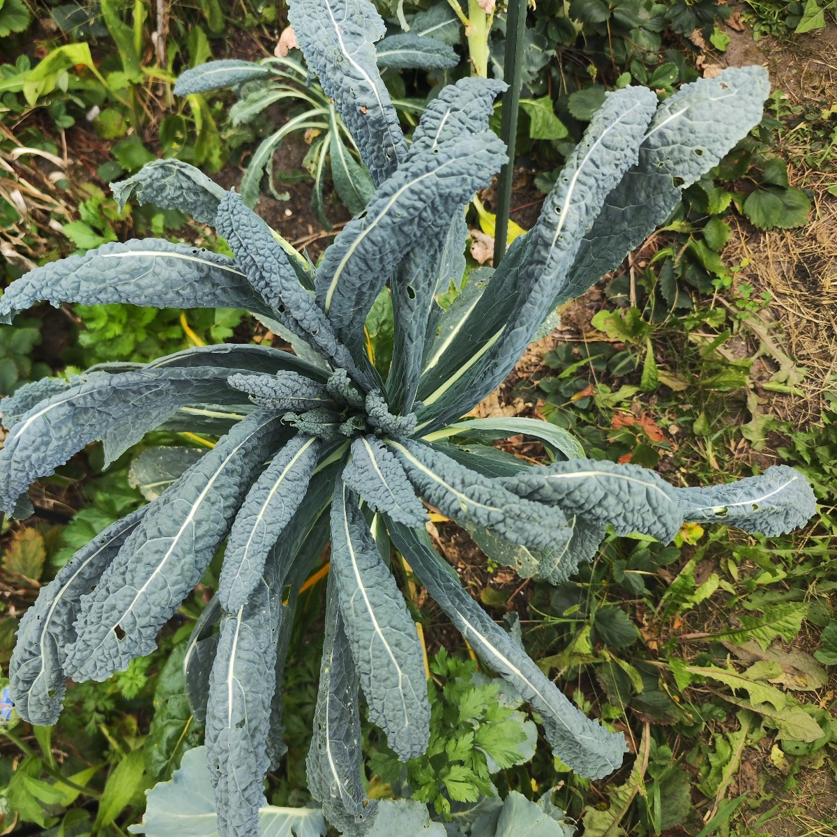 This year, my garden has EVERYTHING. From a total failure with the cucumbers to bolted lettuce and failed cauliflower, …