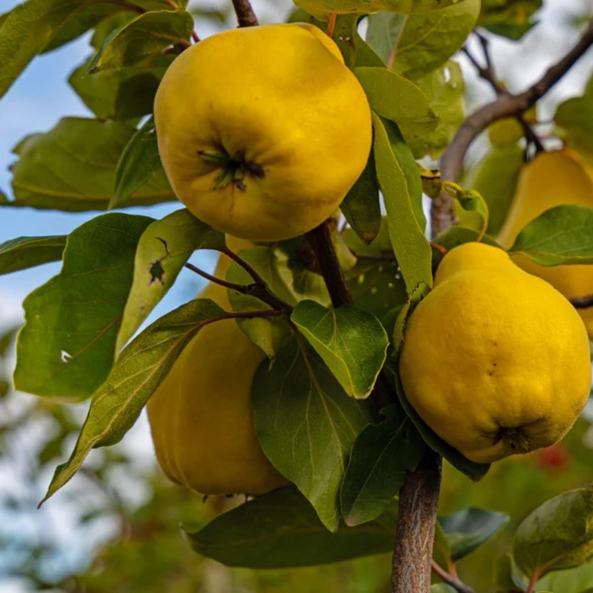 ‘Portugiesische Birnenquitte’