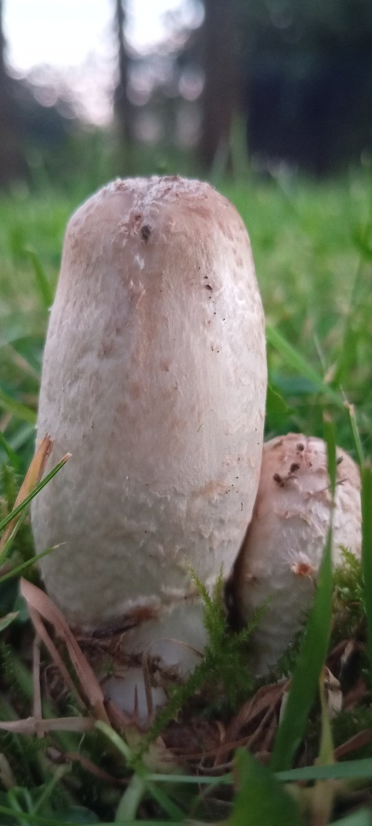 Hexeneier hab ich noch nie gefunden, dafür hab ich heute ein paar Schopftintlinge gesammelt, noch nie gegessen, mal seh…