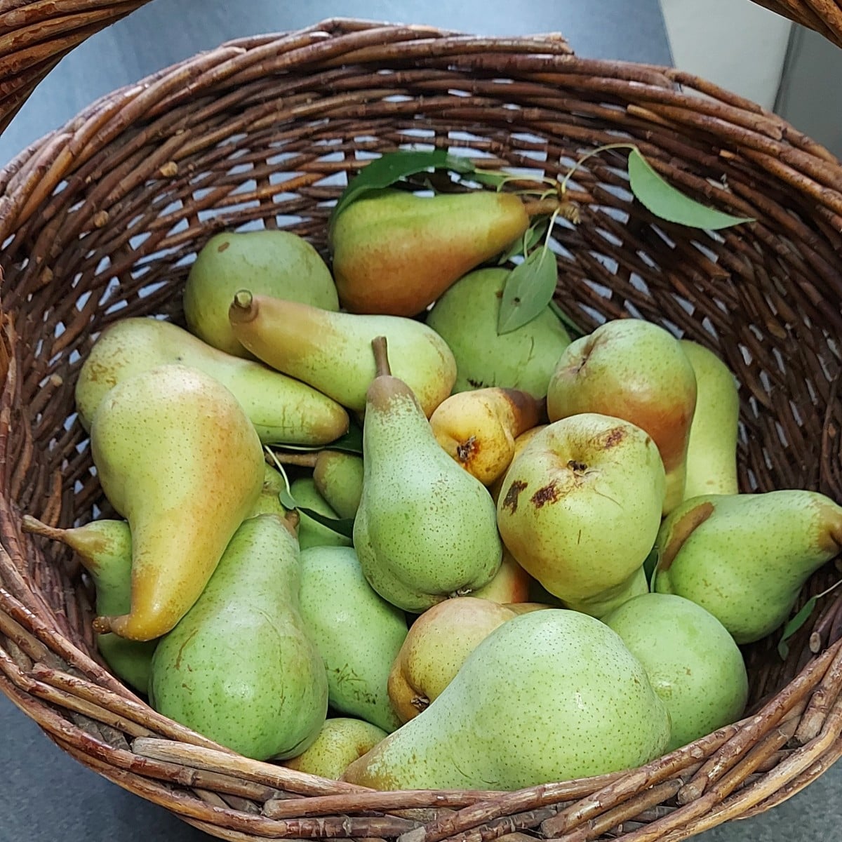 Durfte heute meine Birnen ernten.  3 sind leider faul unterm Baum gelegen dann habe ich mal den Rest gerettet 🥰 ist ei…