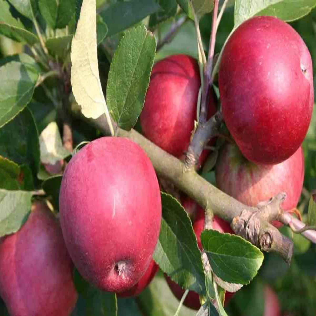 Herbstapfel 'Berner Rosenapfel'