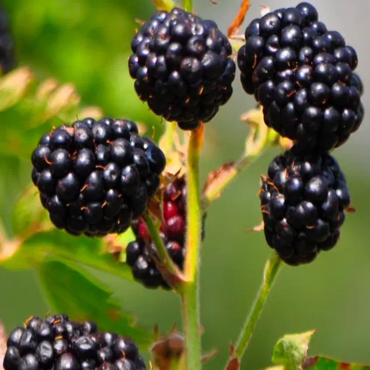 Thornfree: Growing, Harvesting & Companion Plants