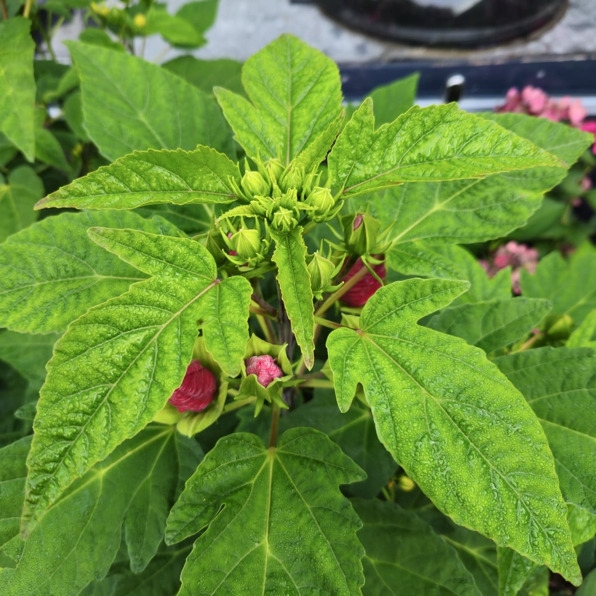 Mein Hibiscus XXL hat sich doch noch entschieden, die Knospen zu öffnen 🙂