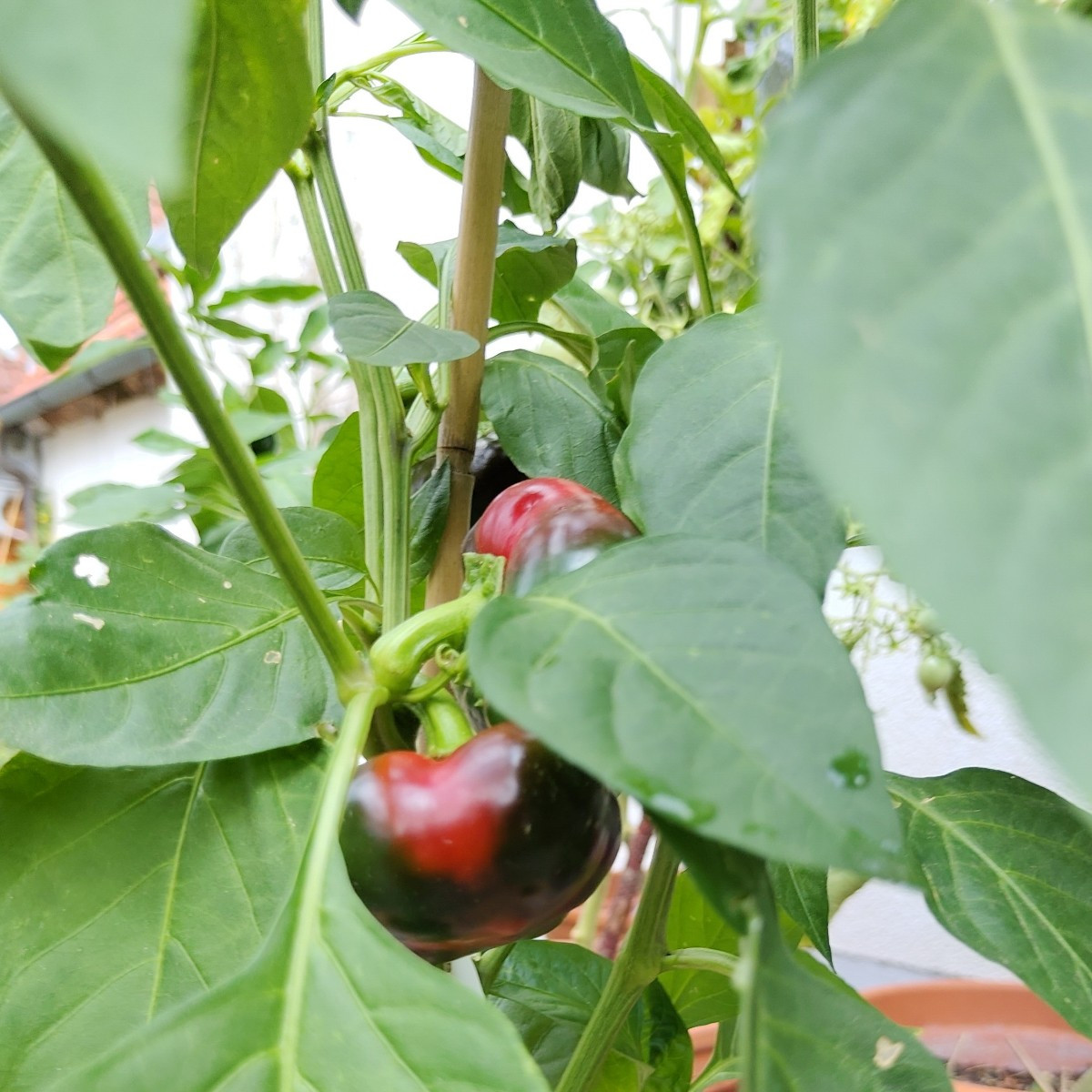 Zur Abwechslung von mir heute auch mal Gemüsefotos (ich musste unbedingt die Handykamera meines neuen Fairphones auspro…