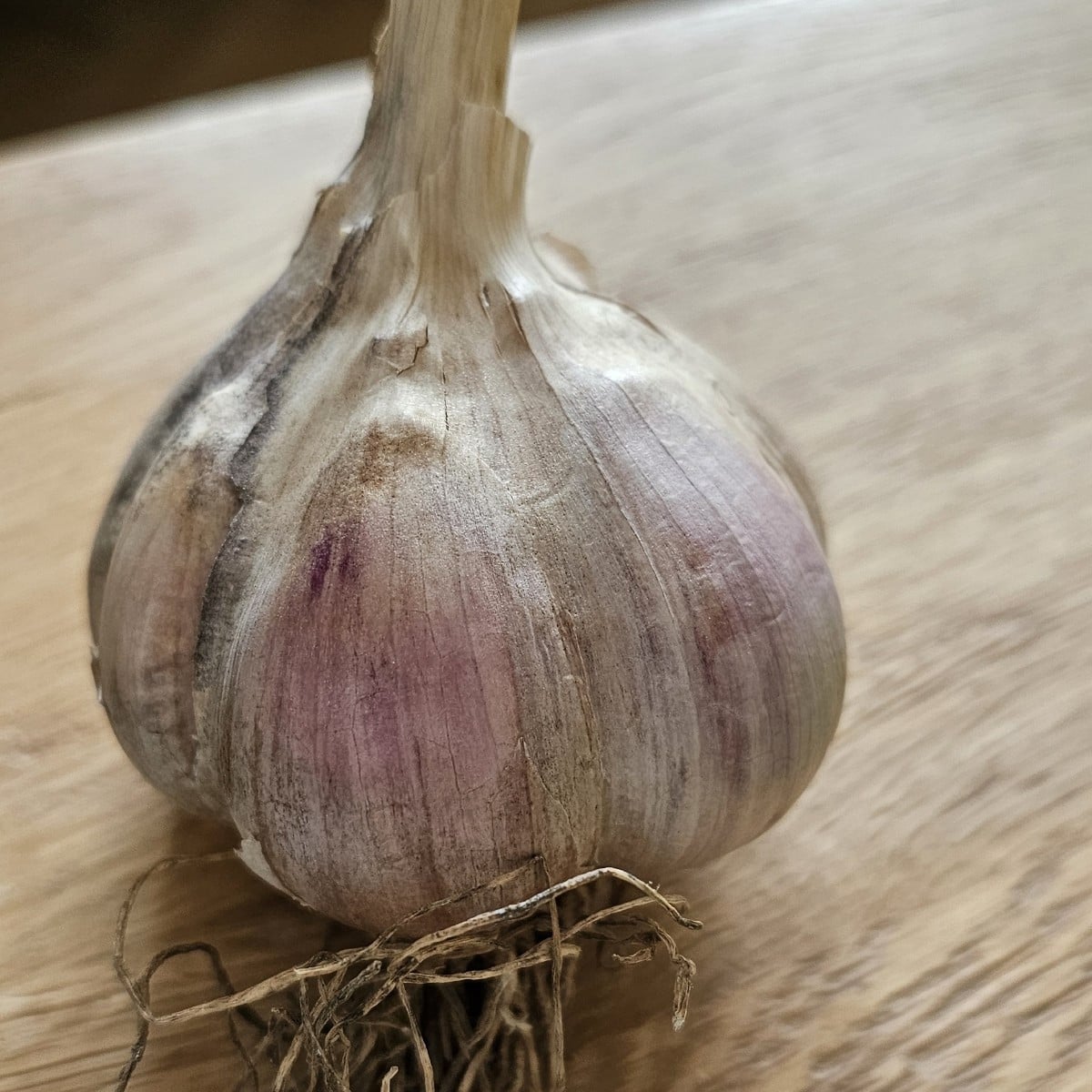 Dieljubascha kommt im oktober in die erde. Bin gespannt, obs klappen wird