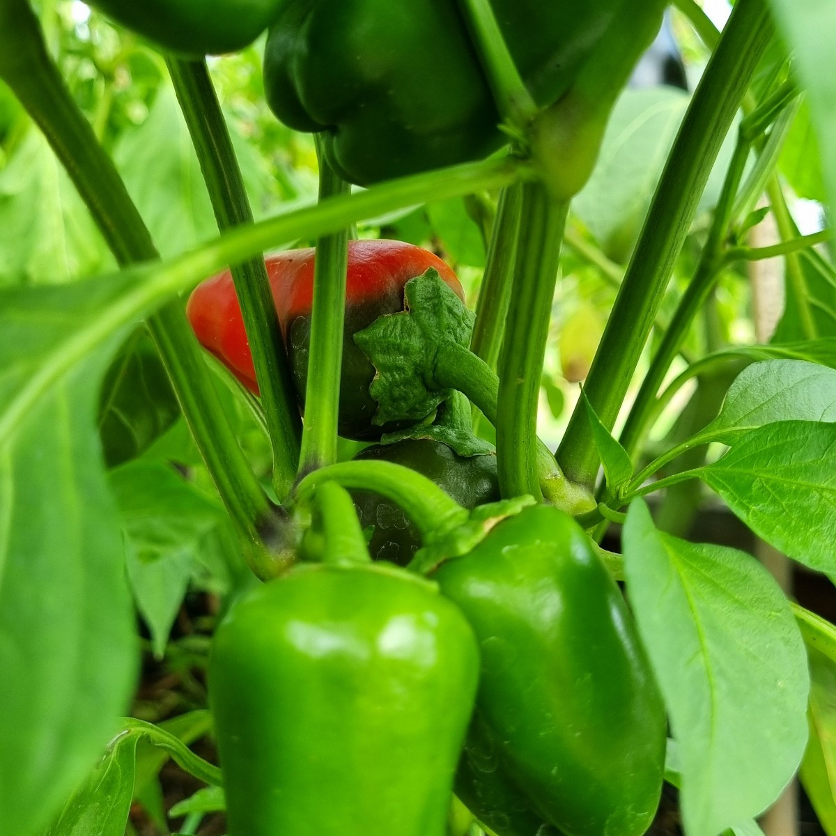 Heute wieder mal #einkaufenimgarten .
😅
Heute haben wir sämtliche Tomaten sturmresistent angebunden und ausgelichtet.
…
