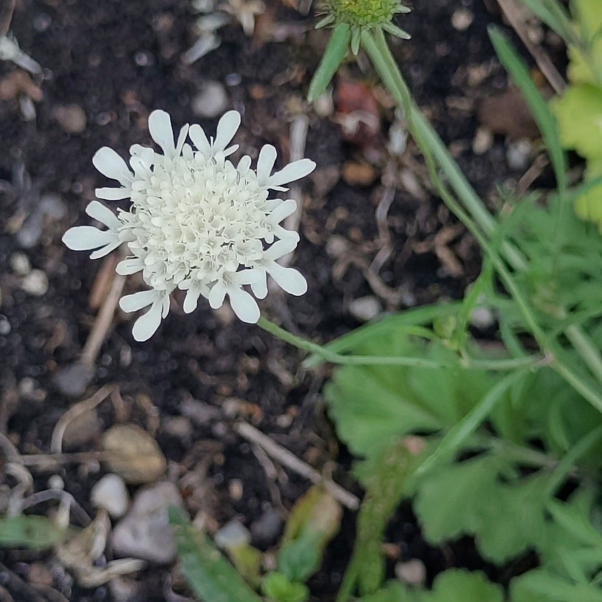 Und ein paar Blumenfotos 😀