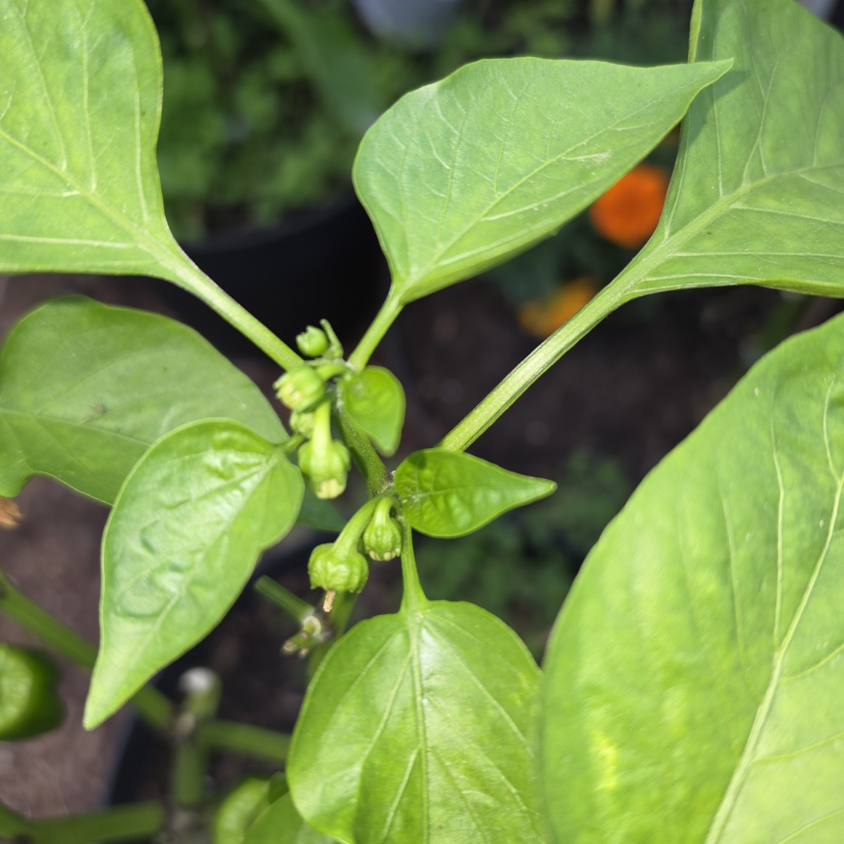 Ich möchte gerne Anweisungen ob ich welche Paprika(Blüten) die dicht an einander wachsen abschneiden soll? Sehe die Bil…