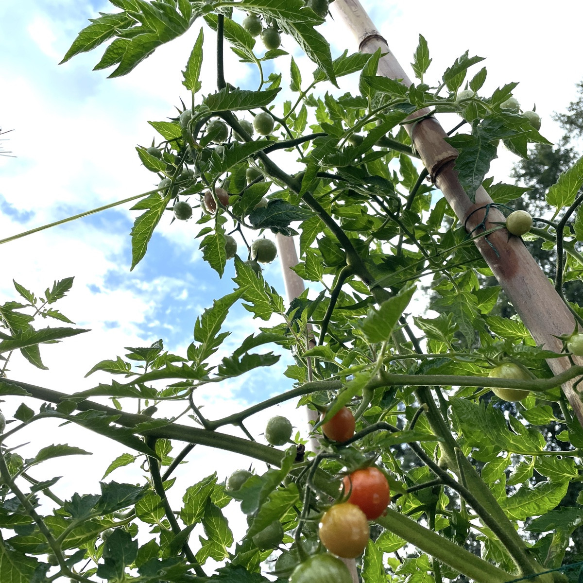#tomatenliebe #siamesisch

Die 🍅 @quadro-21719  ist die verrückteste Tomate, die ich je hatte. Aus den Rispen wachsen …