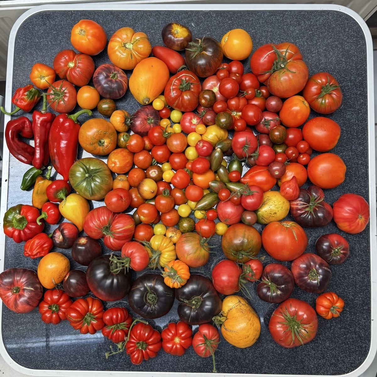 Ich wollte heute nur Apfelsaft machen… 🍎
Die Tomaten: Hahaha, die war gut!😂🍅