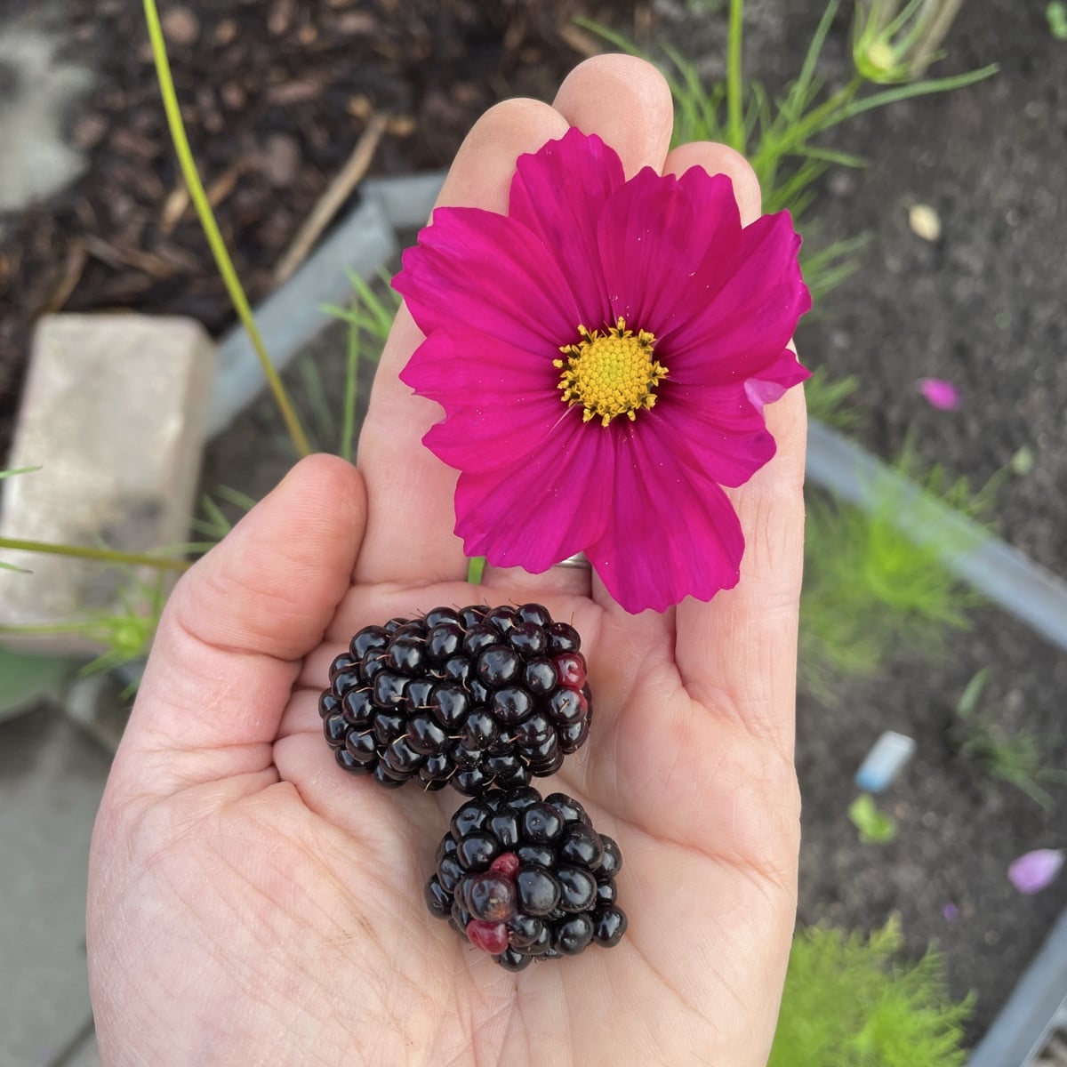 Beim Kontrollgang durch den Garten fix ein paar Tomaten, Himbeeren und Brombeeren eingesammelt.

Eine der Brombeeren is…
