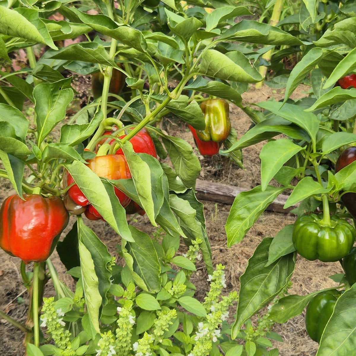 Mein Freiland-Paprika macht mir dieses Jahr richtig Freude. Viele Schoten, groß und aromatisch.