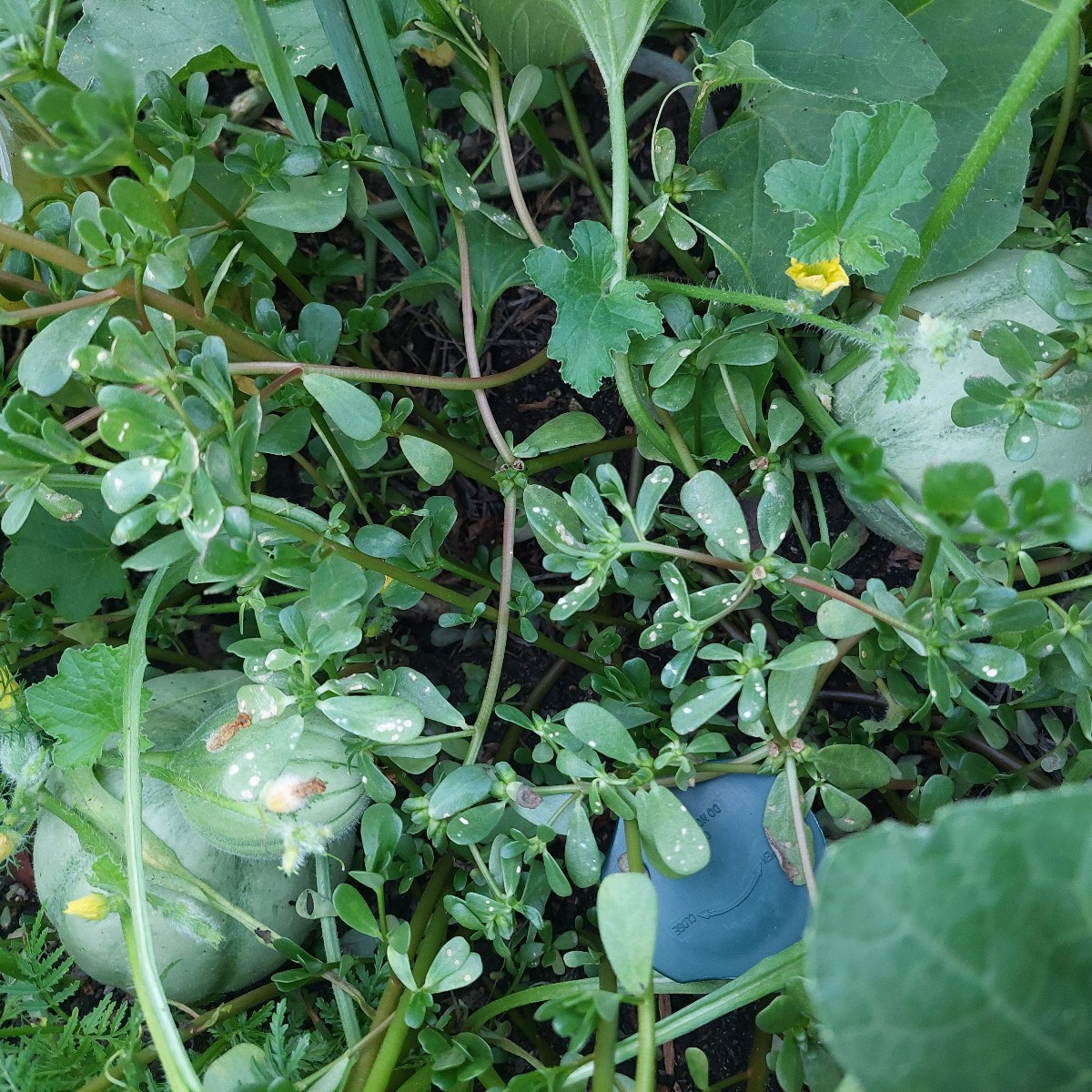 Kleines Melonen-Update:
Nachdem neulich die Melonenpflanzen bis auf ein paar Stängel vom Hagel abrasiert wurden, schaut…