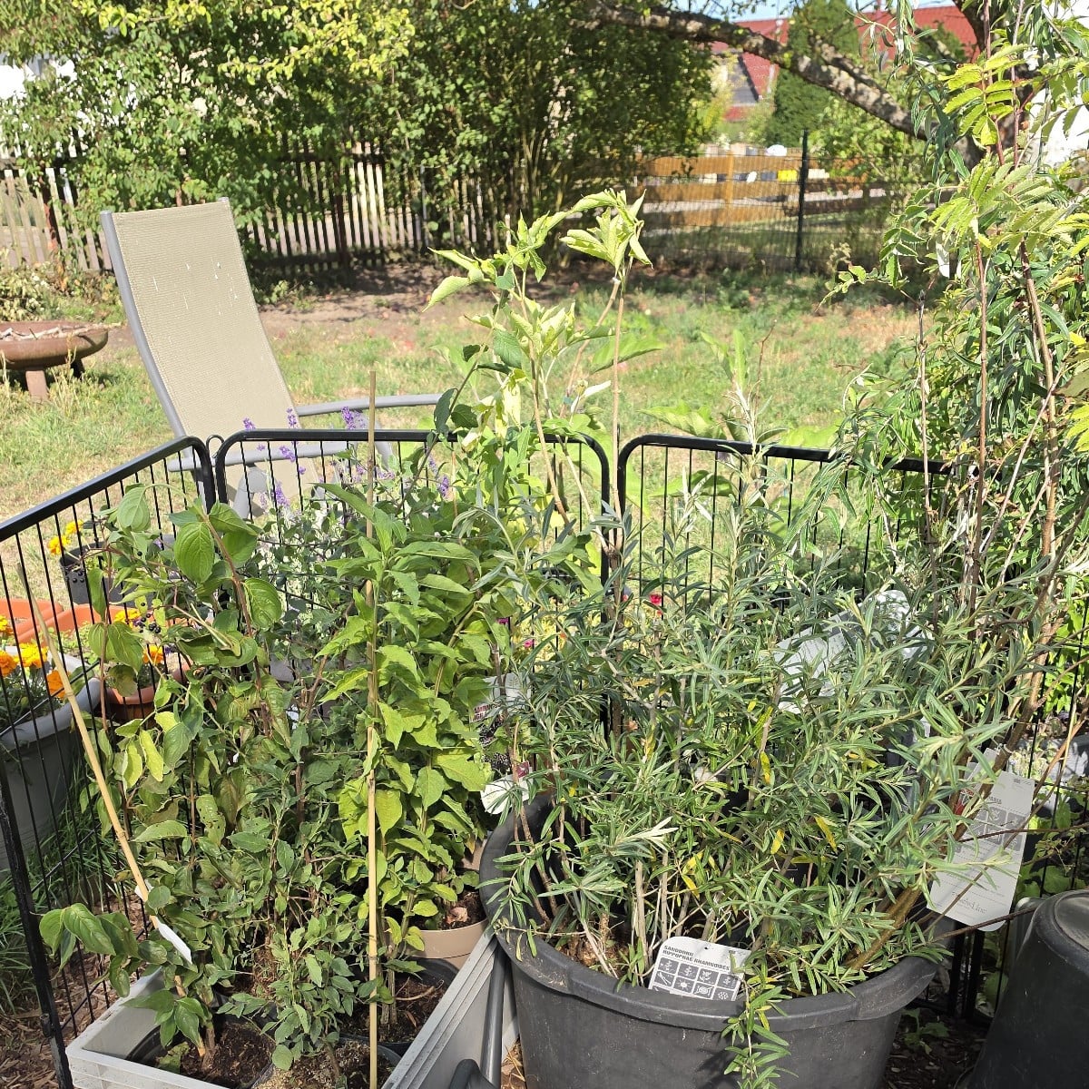 Auberginenpflanzen und Paprikapflanzen an Äste Stütze befestigt. 10 Planzen gekauft für einen Hecke für Vögel und Insek…