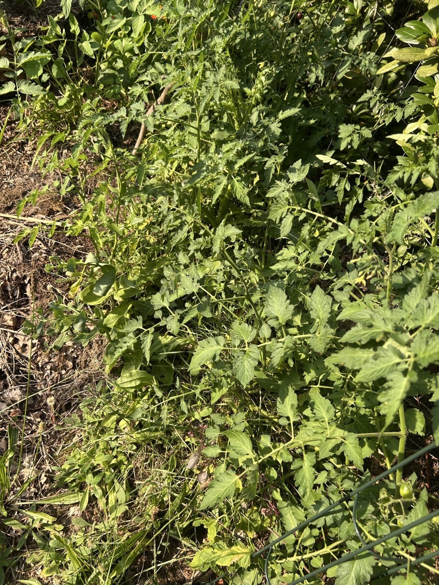 Bild 1 : die wohl schönste Cosmea Blüte. 

Bild 2: ich habe keine einzige Prunkwinde gesät.

Bild 3: darf man so ? #Mis…