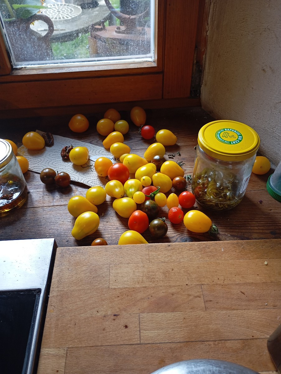 Heute Holunder, Birnen Saft hergestellt Tomaten Rot und Gelb geerntet gestern meinen Pflaumenbaum gelehrt meine totholz…
