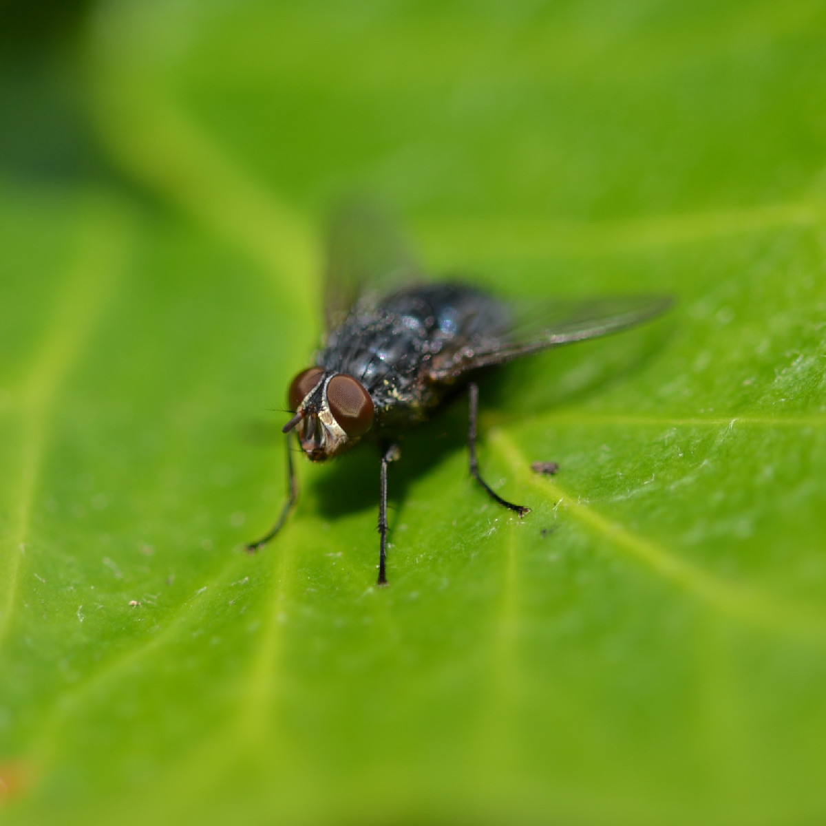 Woran kann man bei Schwebfliegen erkennen, ob es sich um ein Weibchen oder ein Männchen handelt? Ich hab bei der Mistbi…