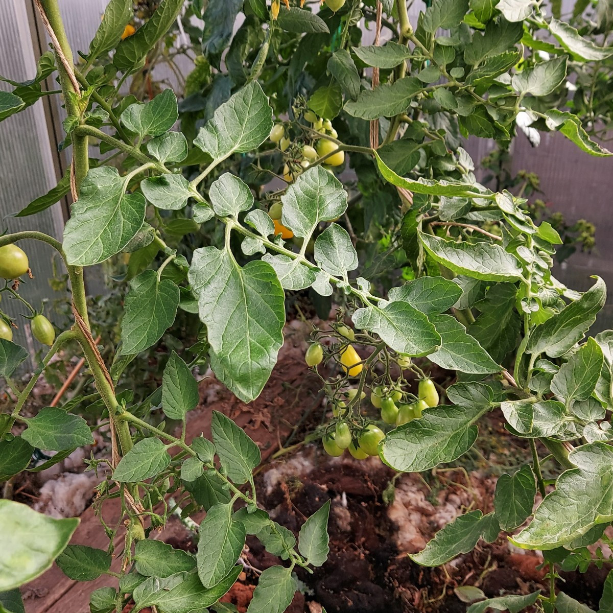 Meine lieben ich brauche eure Hilfe, diese Tomaten stehen alle noch im unbeheizten Gewächshaus, glaubt ihr ich bekomme …
